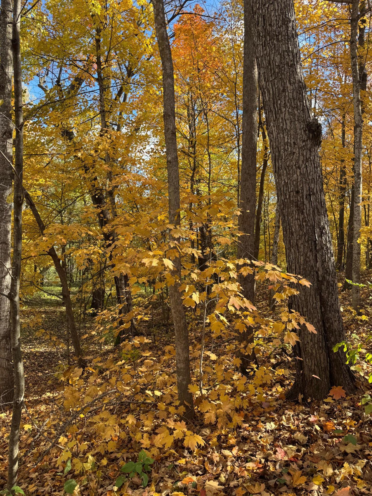 34038 County Road 10 Albany MN 56307