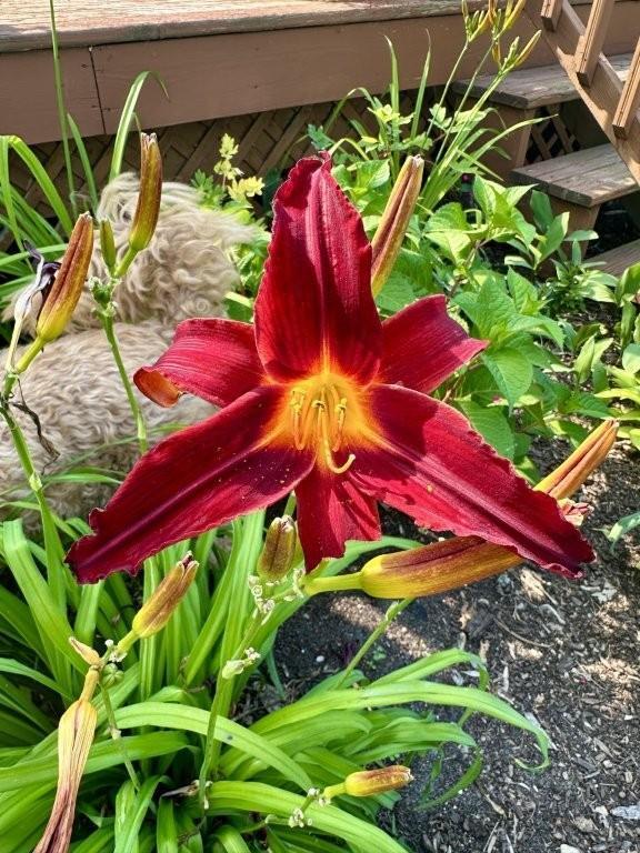 915 Lake Boulevard NE Bemidji MN 56601