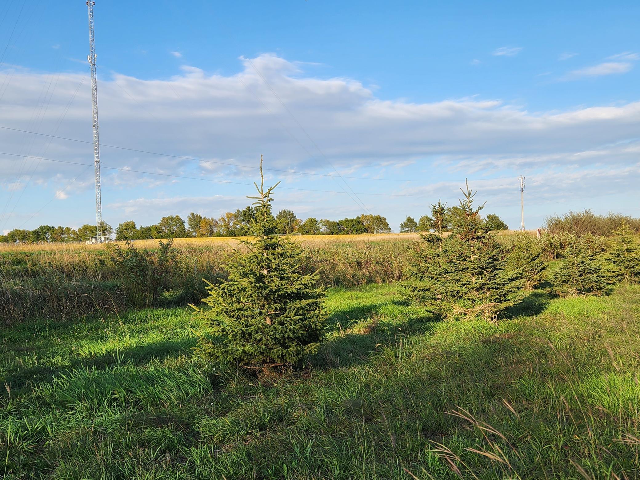 2051 120th Street Balaton MN 56115