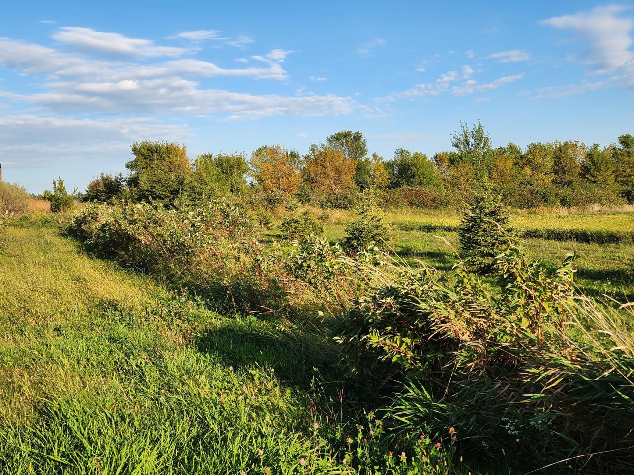 2051 120th Street Balaton MN 56115