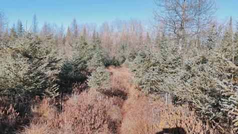 10478 Leander Road Angora MN 55703