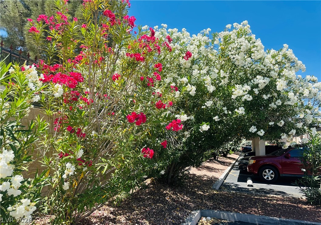 517 Indian Bluff Street 202 Las Vegas NV 89145