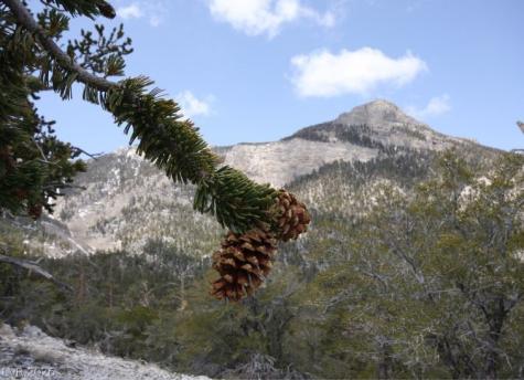 4947 Snow White Road Mount Charleston NV 89124