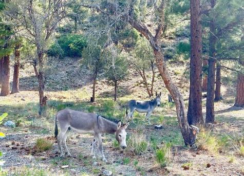 4947 Snow White Road Mount Charleston NV 89124