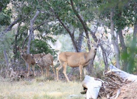 4947 Snow White Road Mount Charleston NV 89124