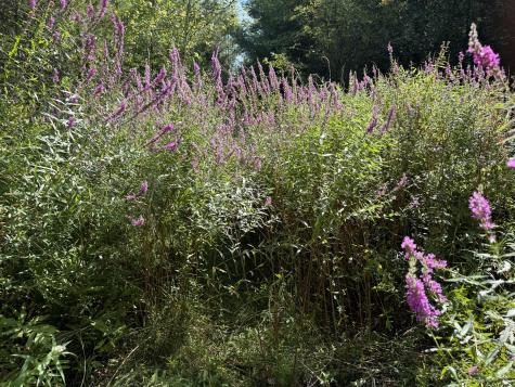 00 Town Line Road West Chazy NY 12992