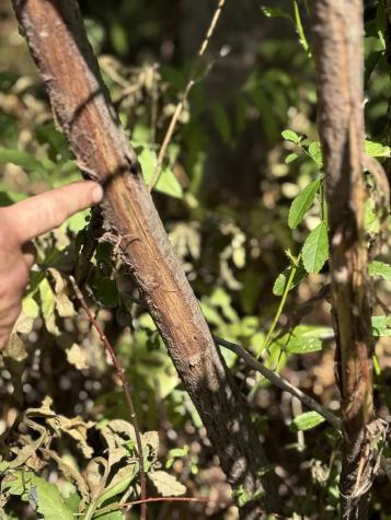 00 Town Line Road West Chazy NY 12992