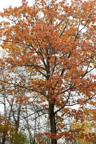 0.0 Stafford Road Plattsburgh NY 12901