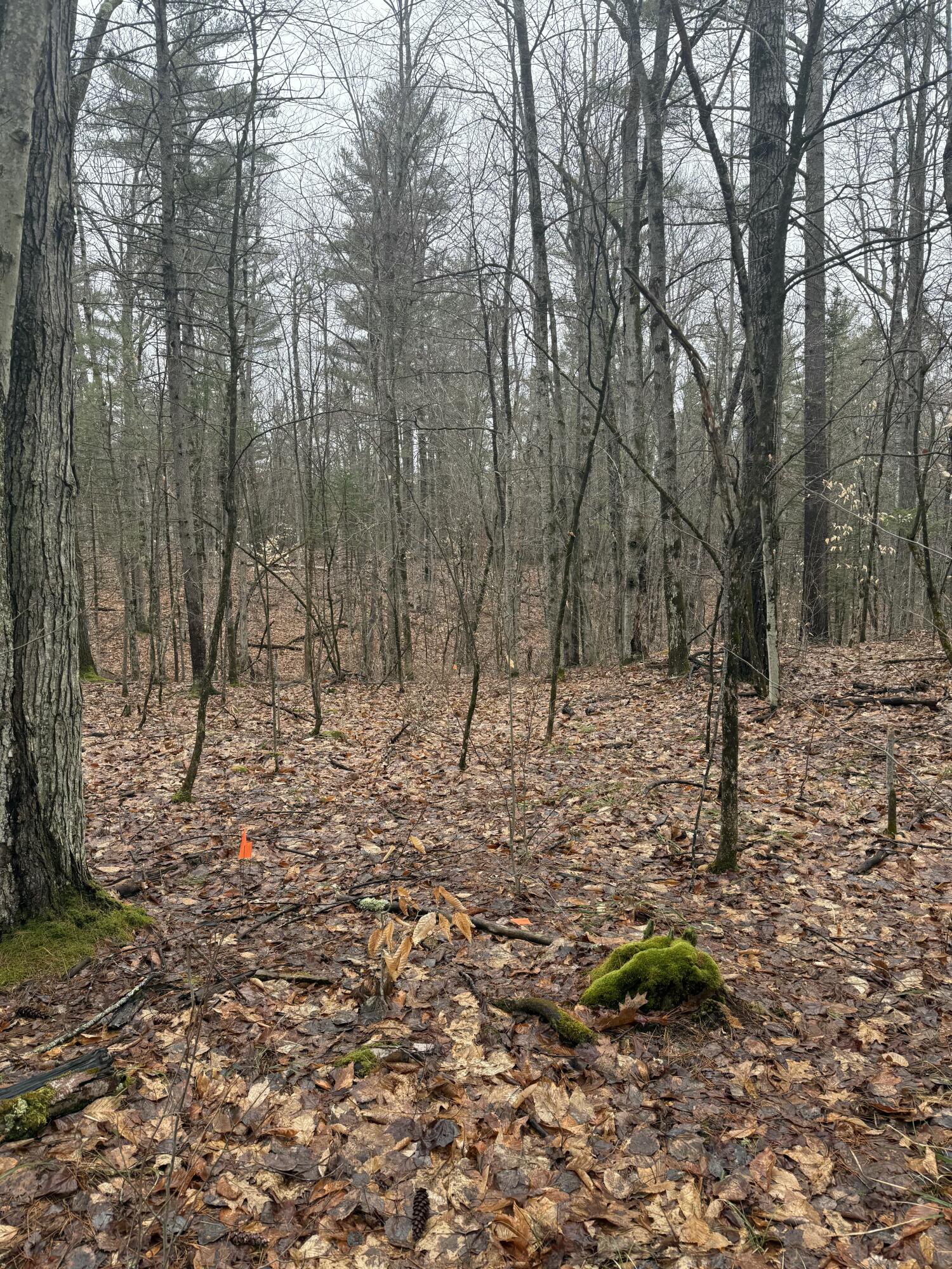 Tbd Sequoia Mountain Lane Jay NY 12941