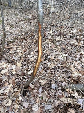 232 Soucia Road Churubusco NY 12923