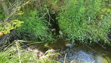 0 Bear Cub Lane Lake Placid NY 12946