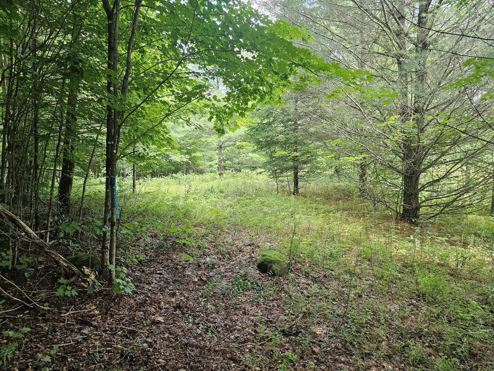 9907 Sh 3 Piercefield NY 12973