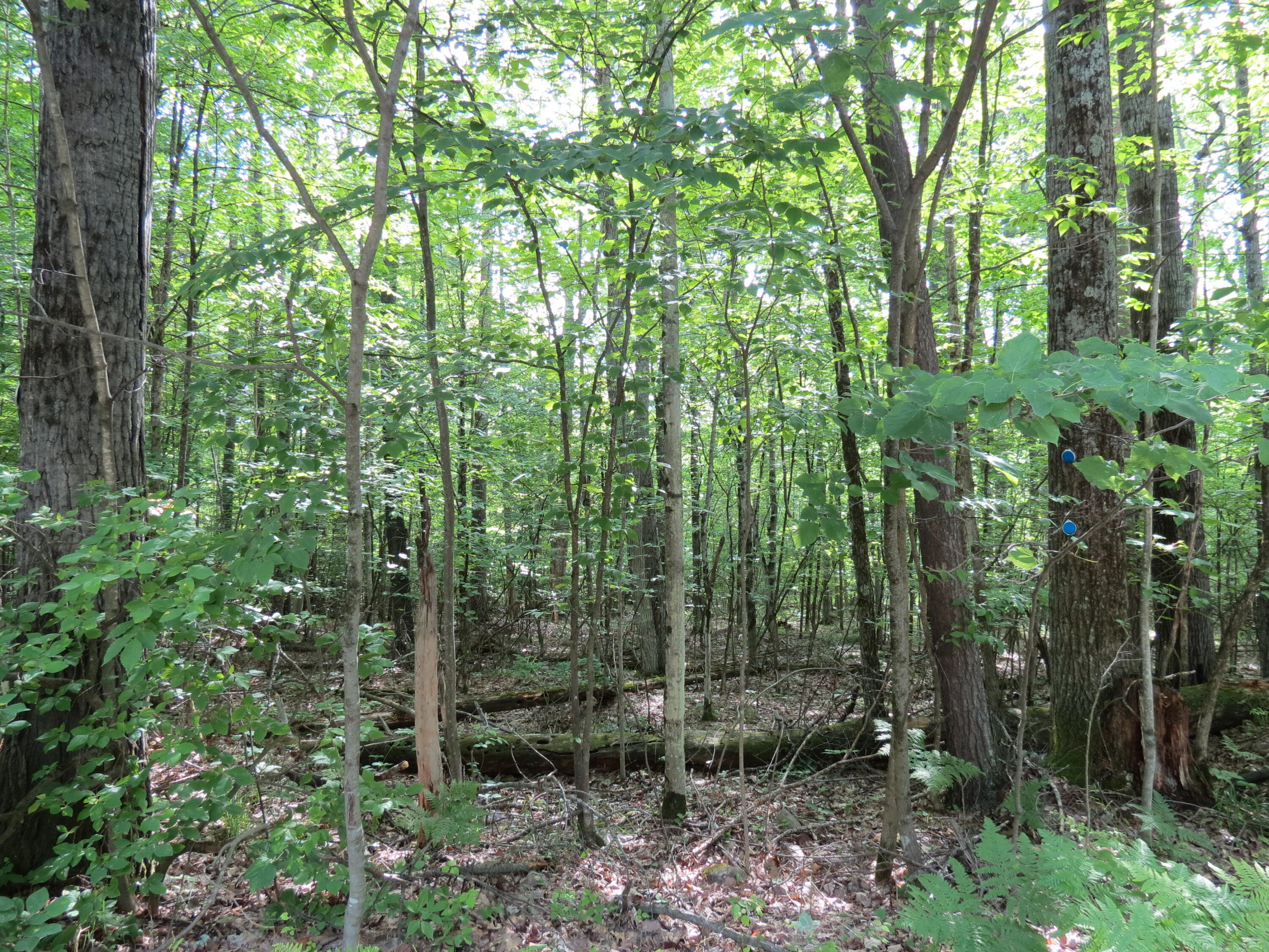 Lot 119 Tannenbaum Lane Jay NY 12941