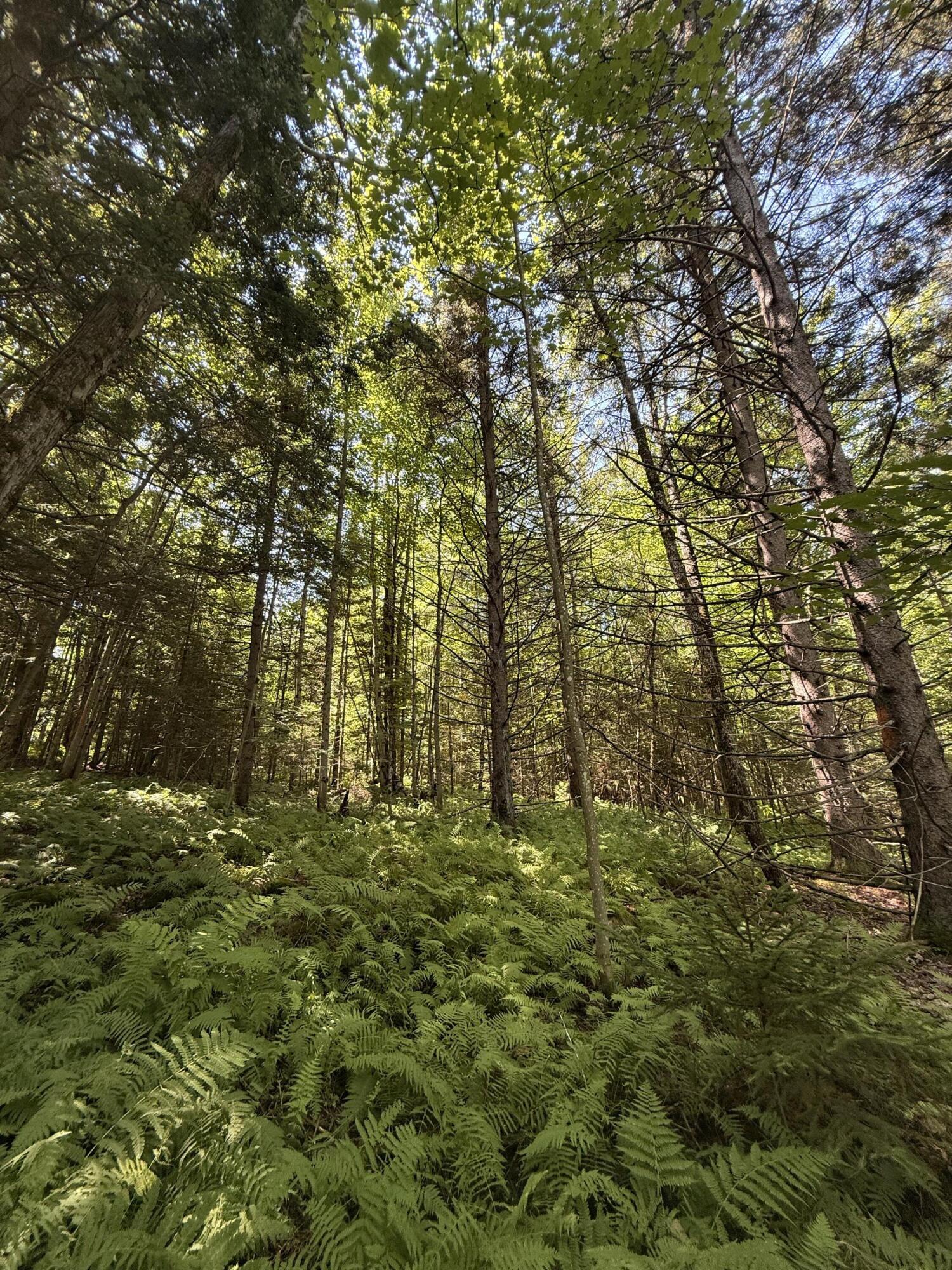 Tbd Cook Road St. Regis Falls NY 12980