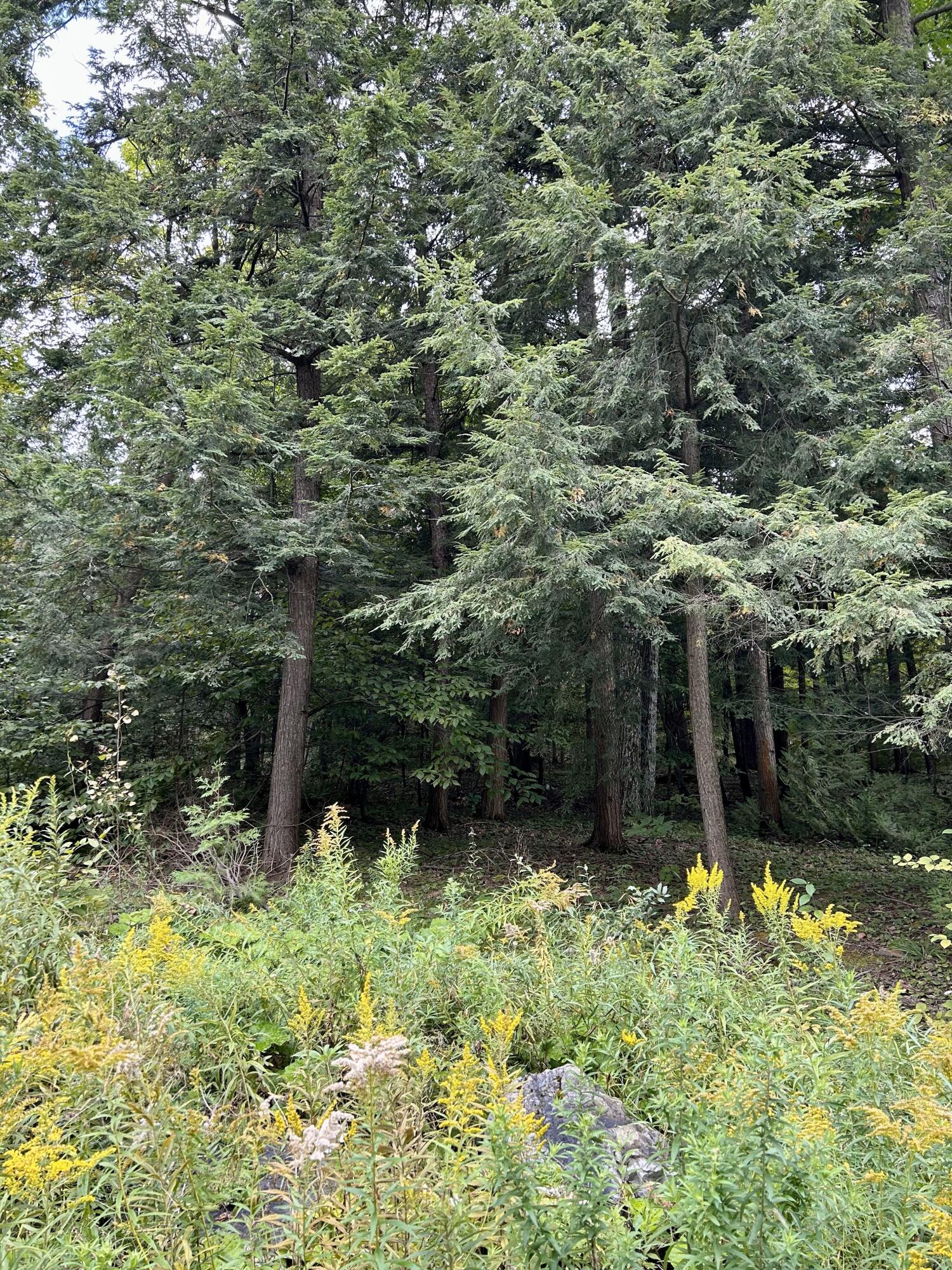 0 Bluff Point Dr Lot 45 Plattsburgh NY 12901