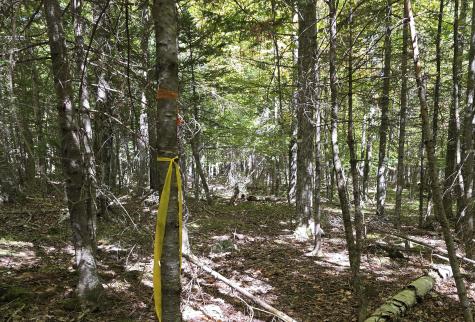 Lot 4 Whiteface Mount Memorial Highway Wilmington NY 12997