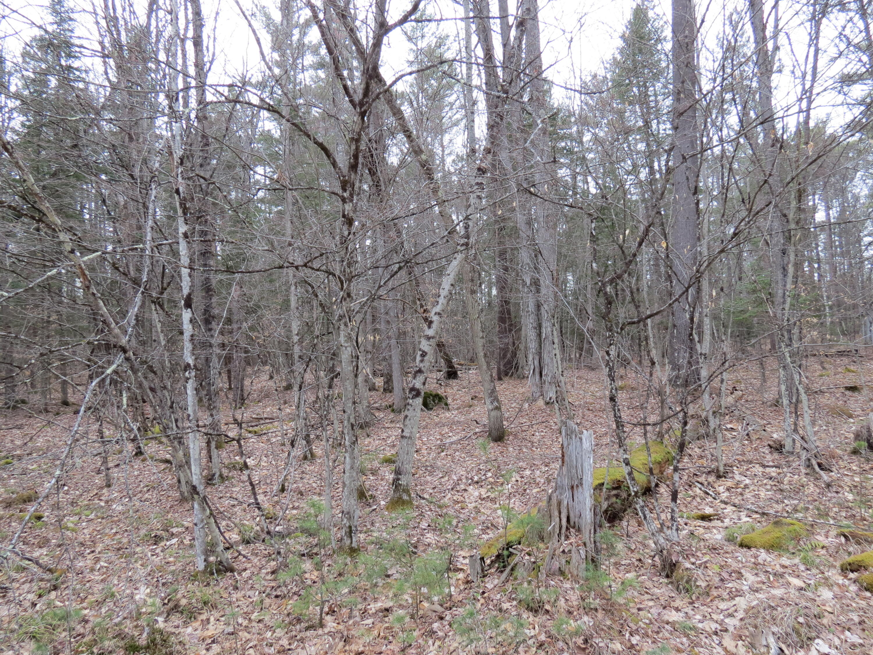 186 Lot Spruce Lane Jay NY 12941