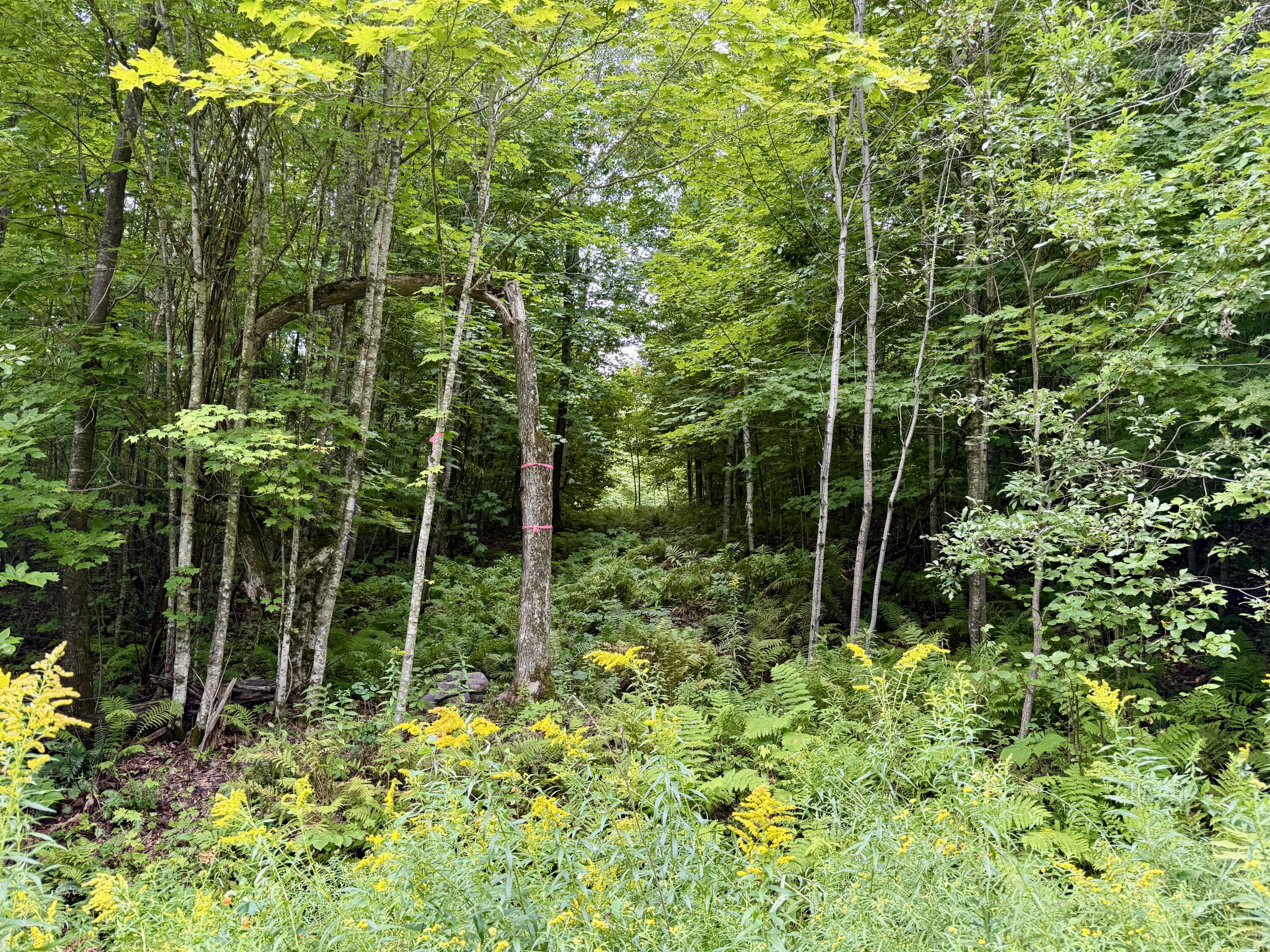 0 Dann Road Saranac NY 12981