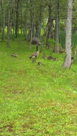 0 Overlook Drive Saranac NY 12981