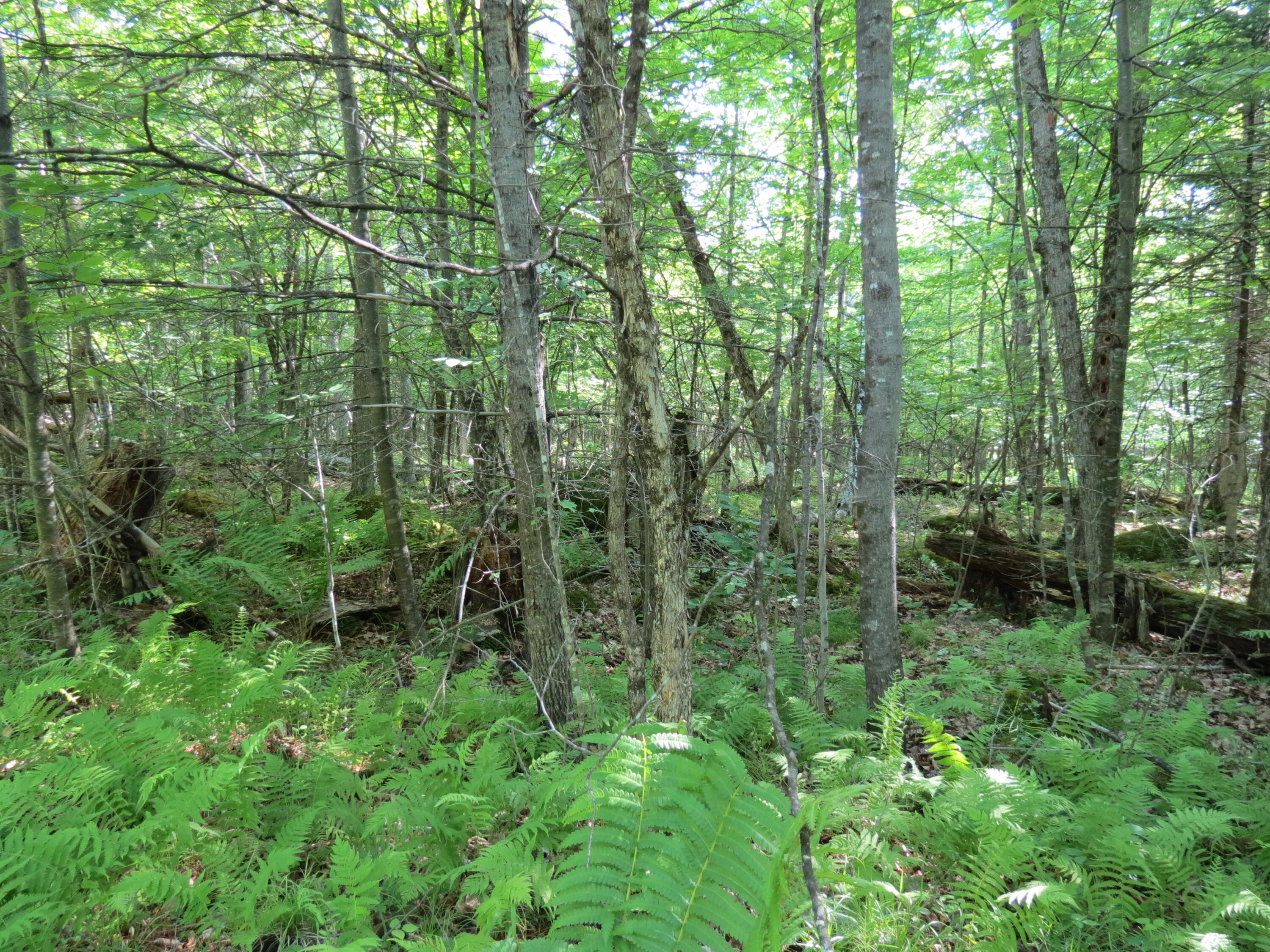 Lot 118 Tannenbaum Lane Jay NY 12941