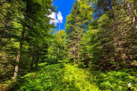 0 Grouse Creek Way Lot 4 Lake Placid NY 12946