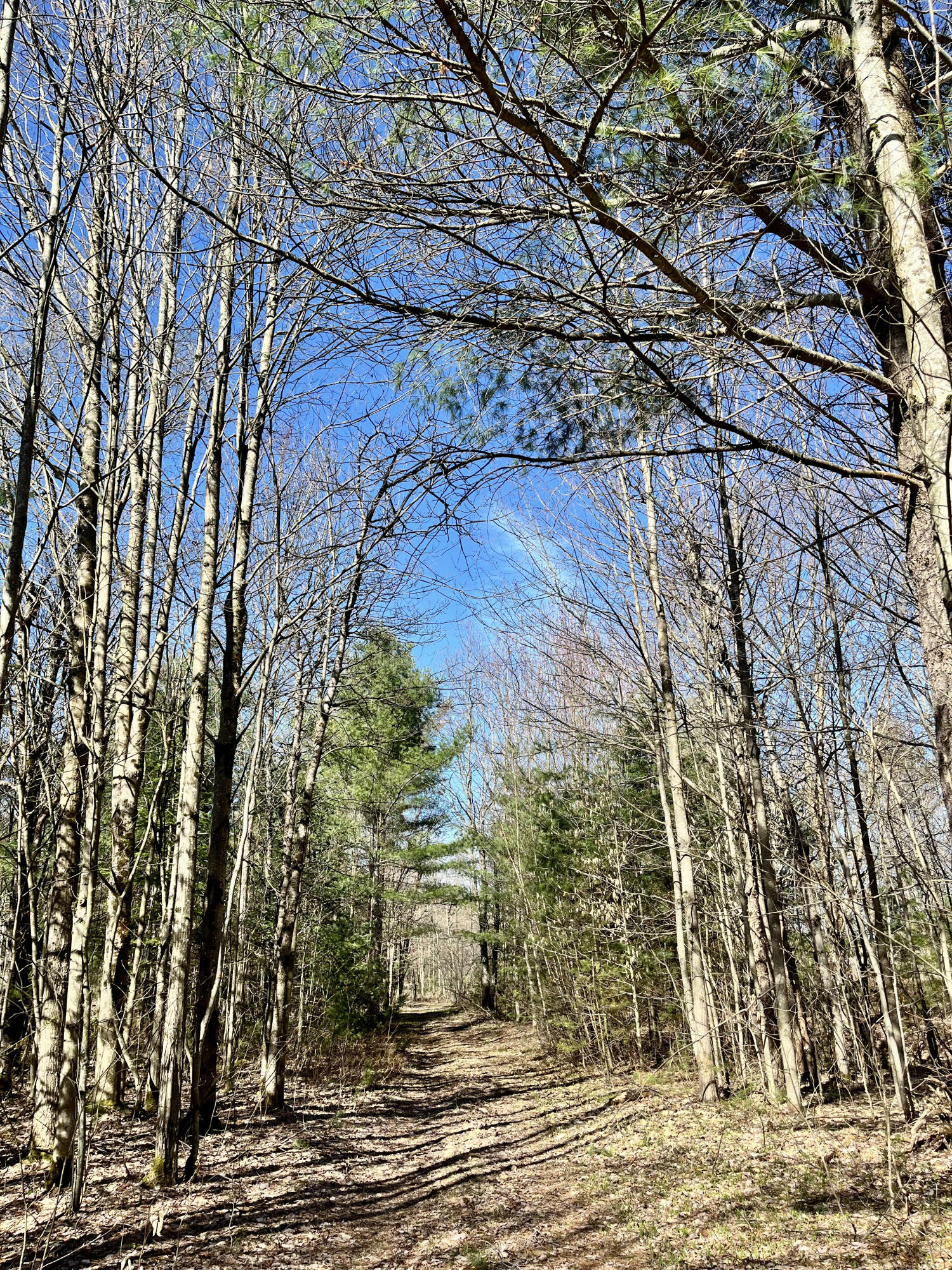 Off Oswegatchie Trail Road Star Lake NY 13690