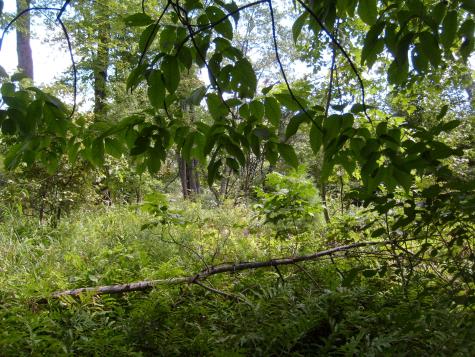 0 New York 9n Au Sable Forks NY 12912