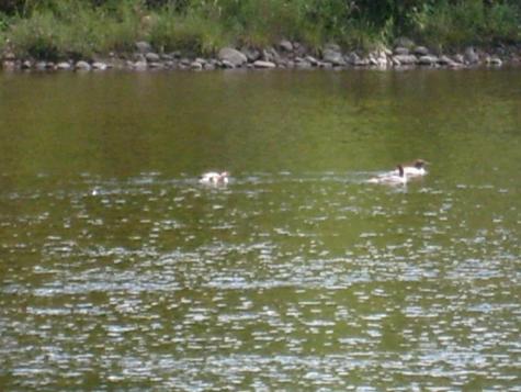 0 New York 9n Au Sable Forks NY 12912