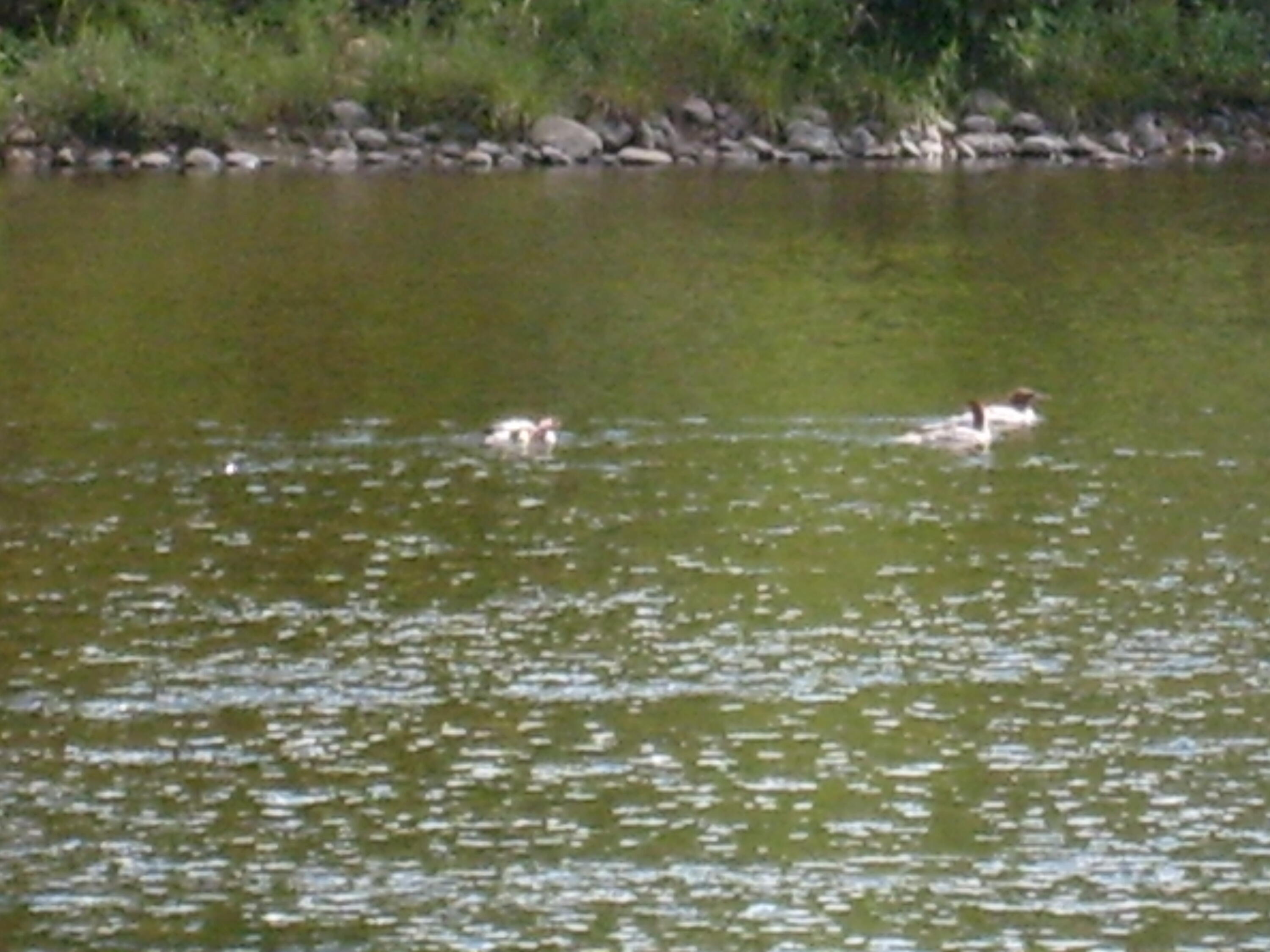 0 New York 9n Au Sable Forks NY 12912