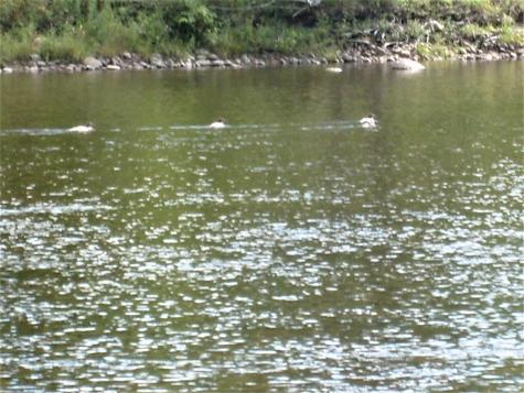 0 New York 9n Au Sable Forks NY 12912