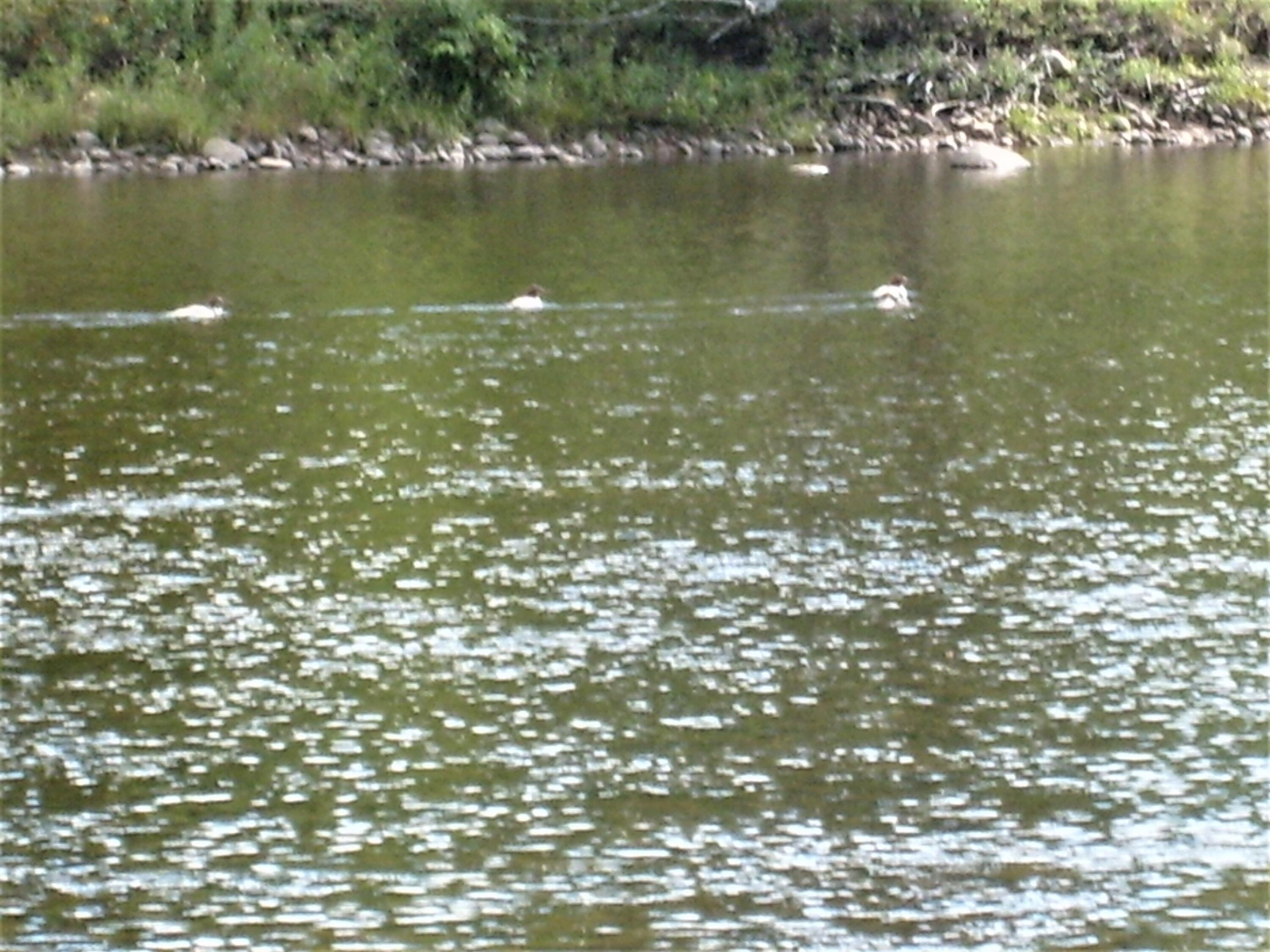 0 New York 9n Au Sable Forks NY 12912