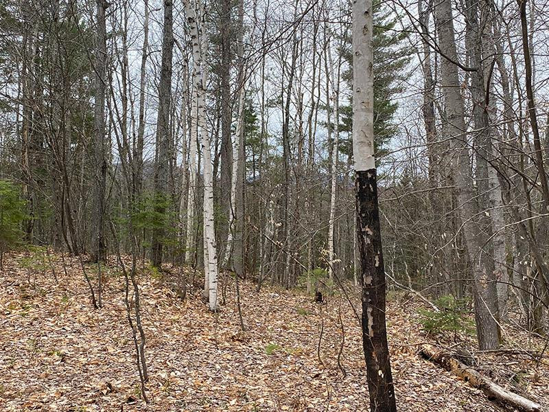 Lot 2 Route 26 Loon Lake NY 12989