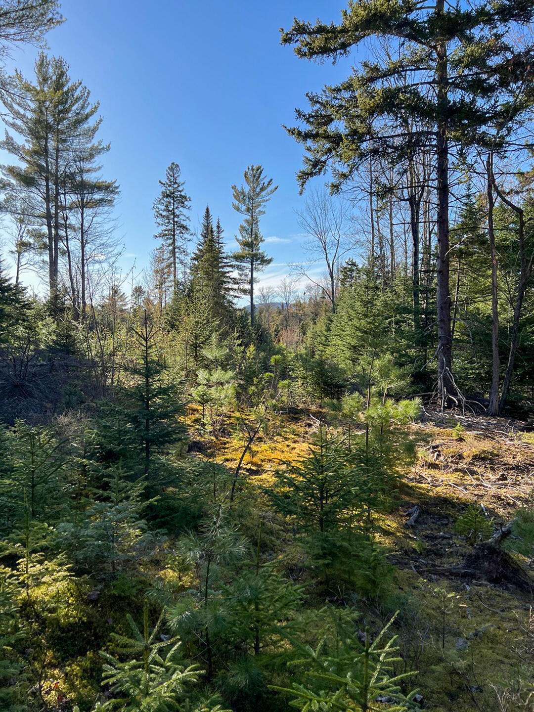 0 Cold Brook Road Vermontville NY 12989