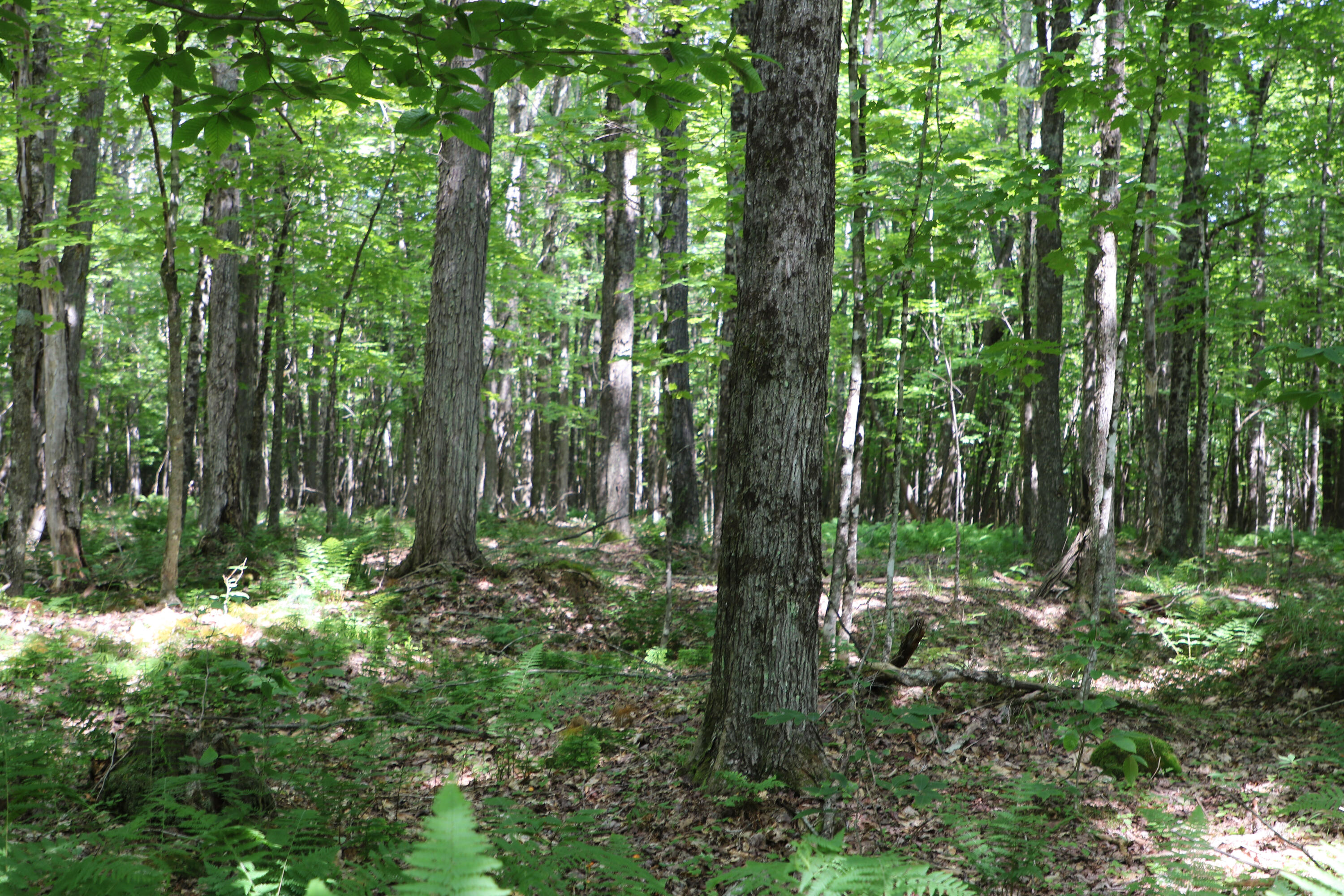 Tbd Rock Street Vermontville NY 12989