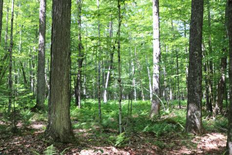 Tbd Rock Street Vermontville NY 12989