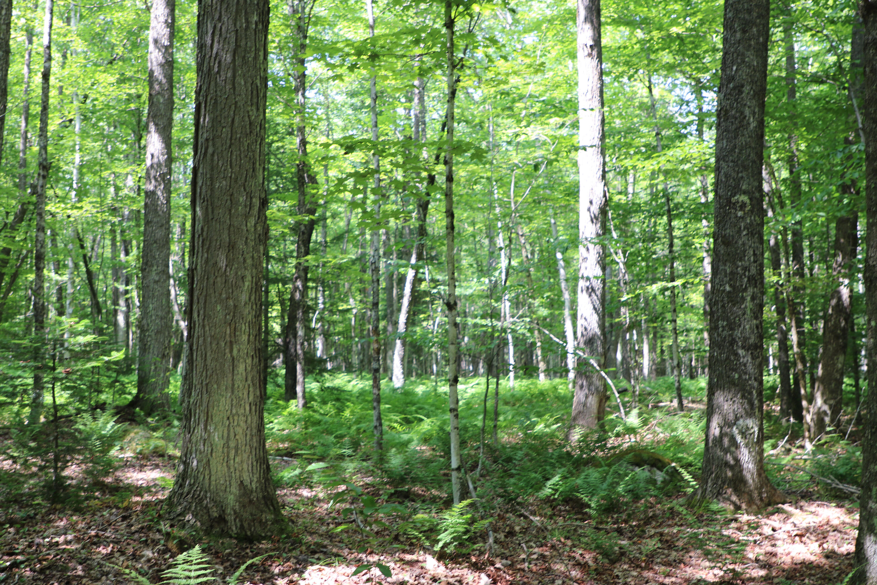 Tbd Rock Street Vermontville NY 12989