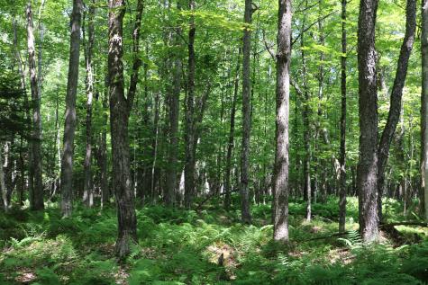 Tbd Rock Street Vermontville NY 12989