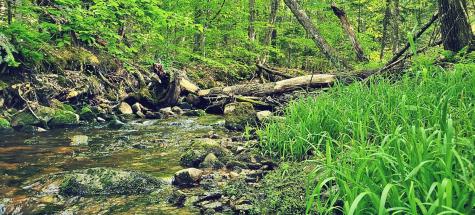 00 Wilfred King Road Dannemora NY 12918