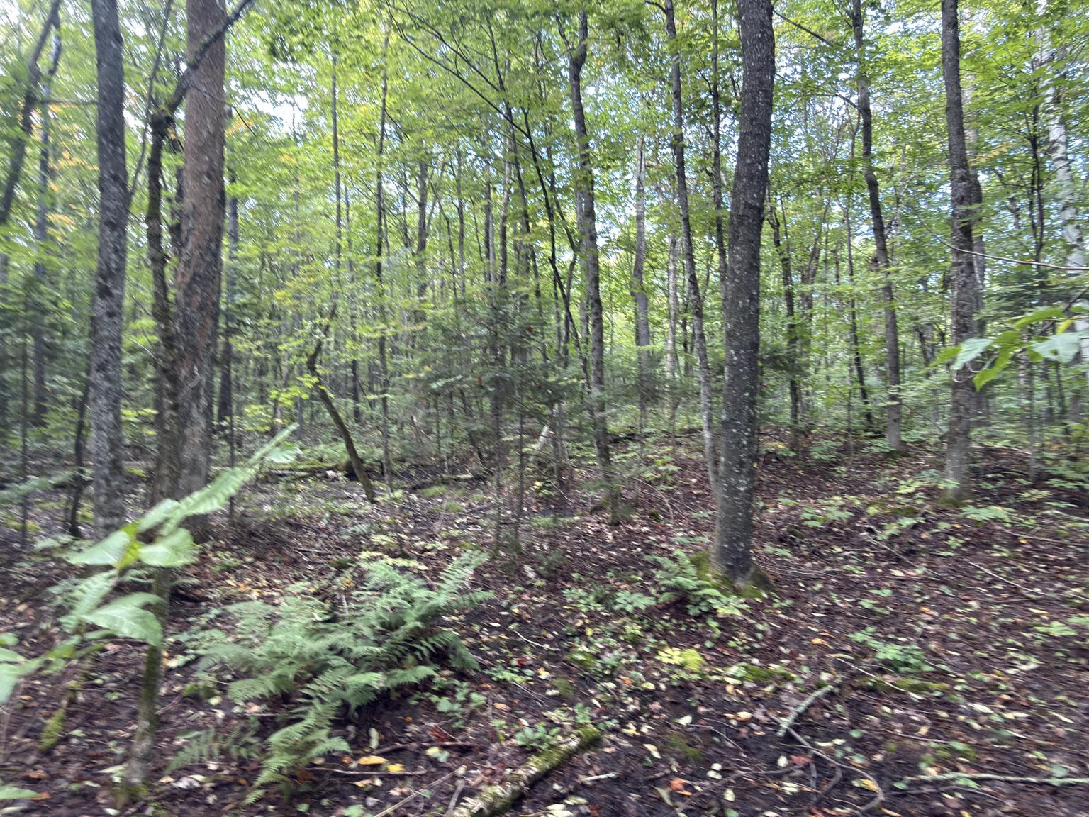 00 Wilfred King Road Dannemora NY 12918