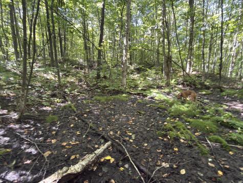 00 Wilfred King Road Dannemora NY 12918