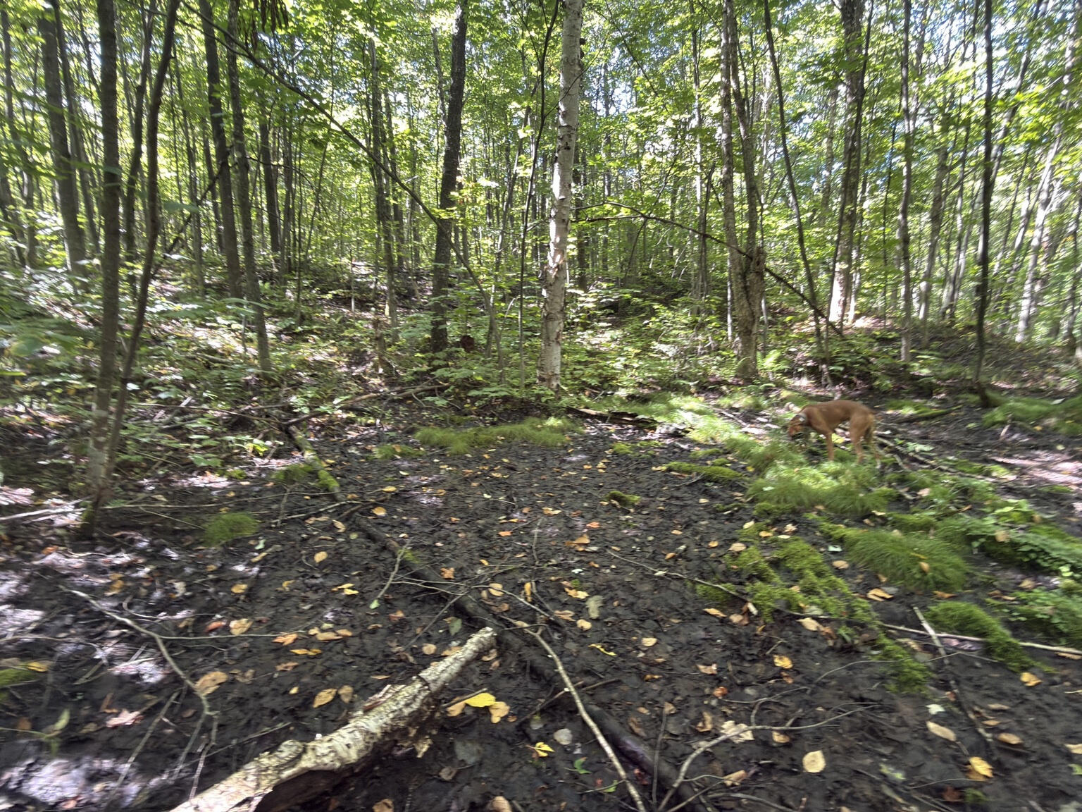 00 Wilfred King Road Dannemora NY 12918