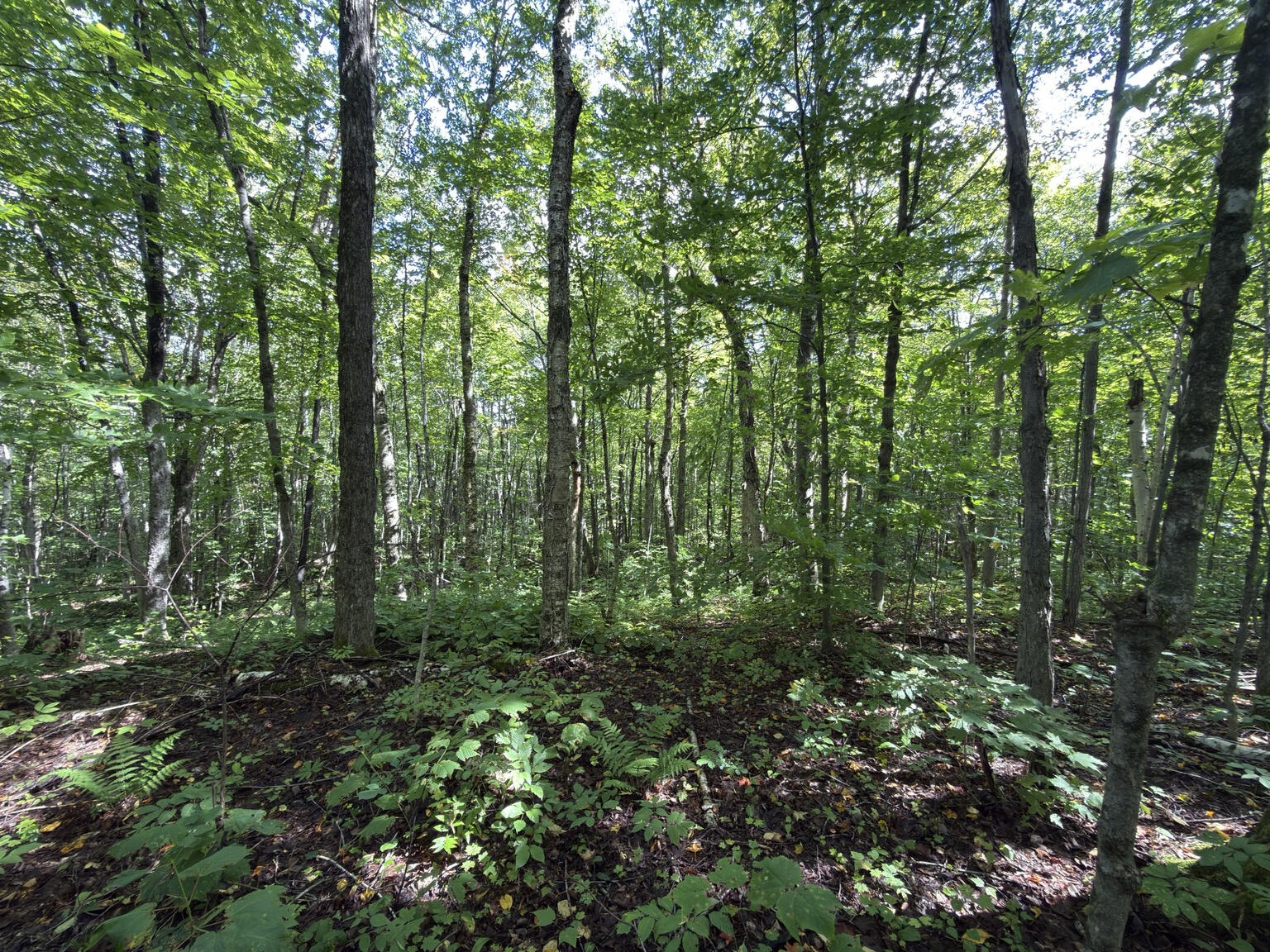 00 Wilfred King Road Dannemora NY 12918
