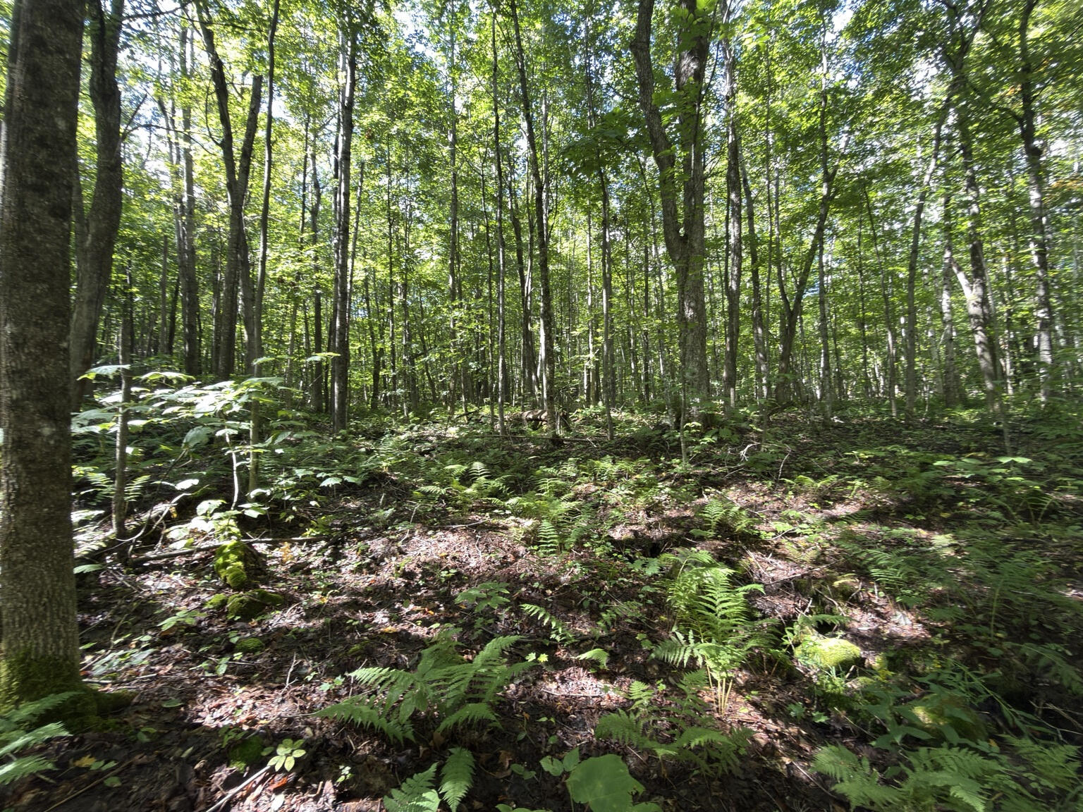 00 Wilfred King Road Dannemora NY 12918