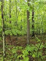 # 60 Lot Signor Lane Jay NY 12941