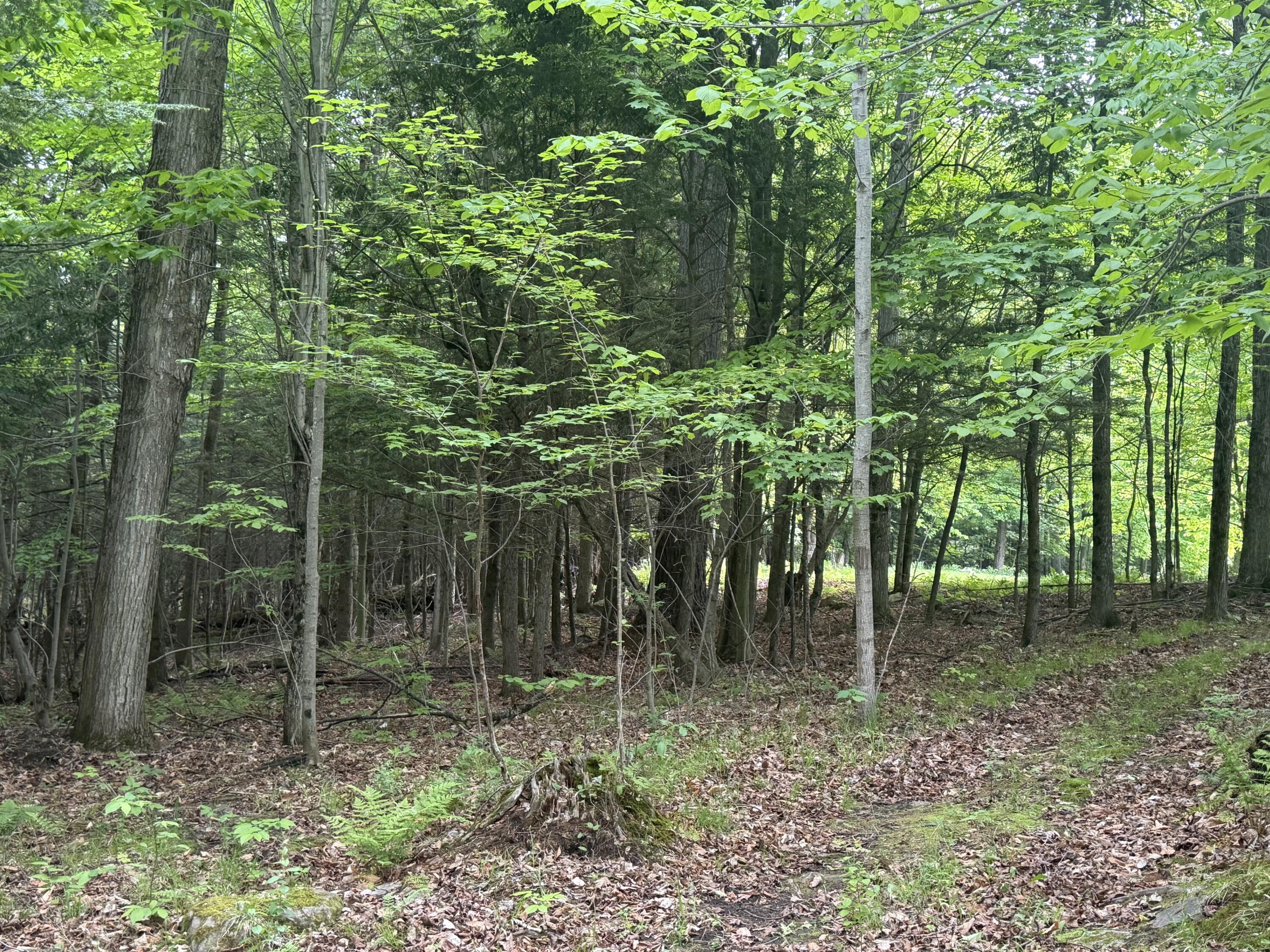1168 Miner Farm Road Chazy NY 12921