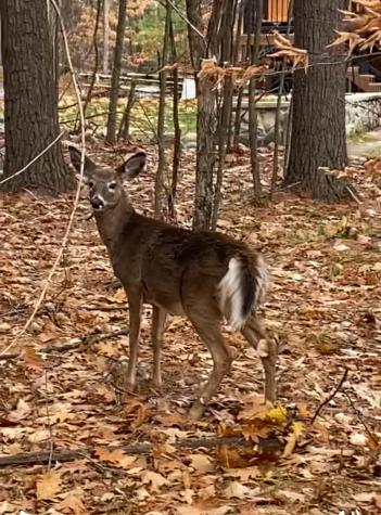 93 Beech Street Jay NY 12941