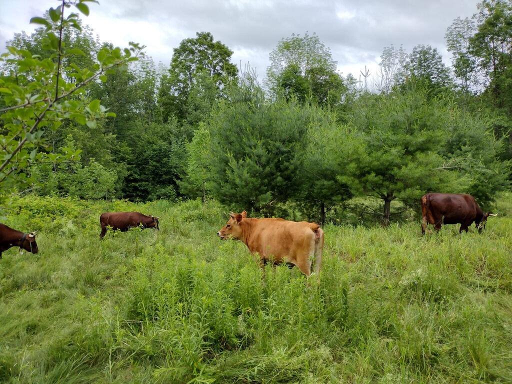 56 Elk Inn Road Port Henry NY 12974