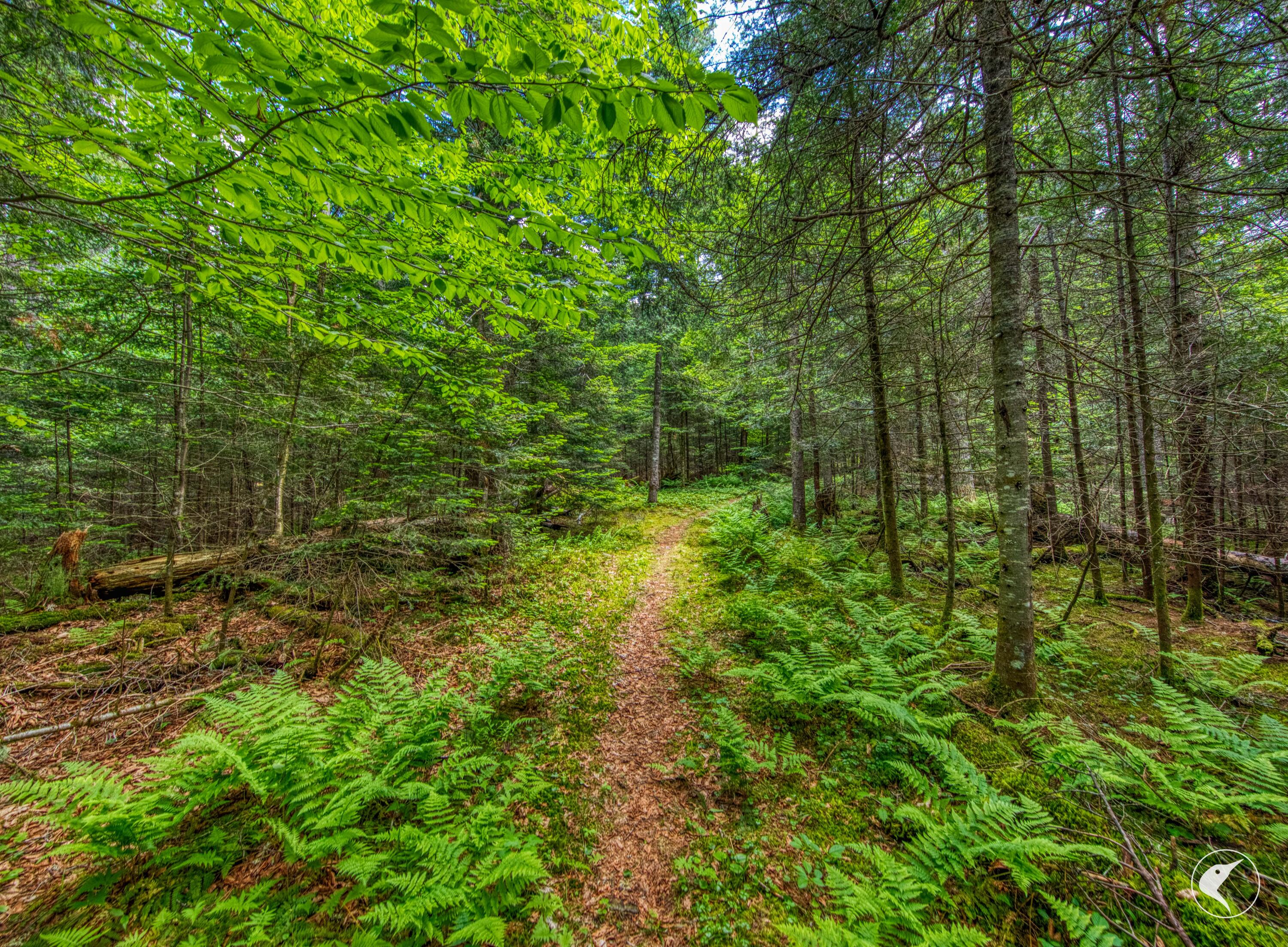 208 Adirondack Loj Road Lake Placid NY 12946