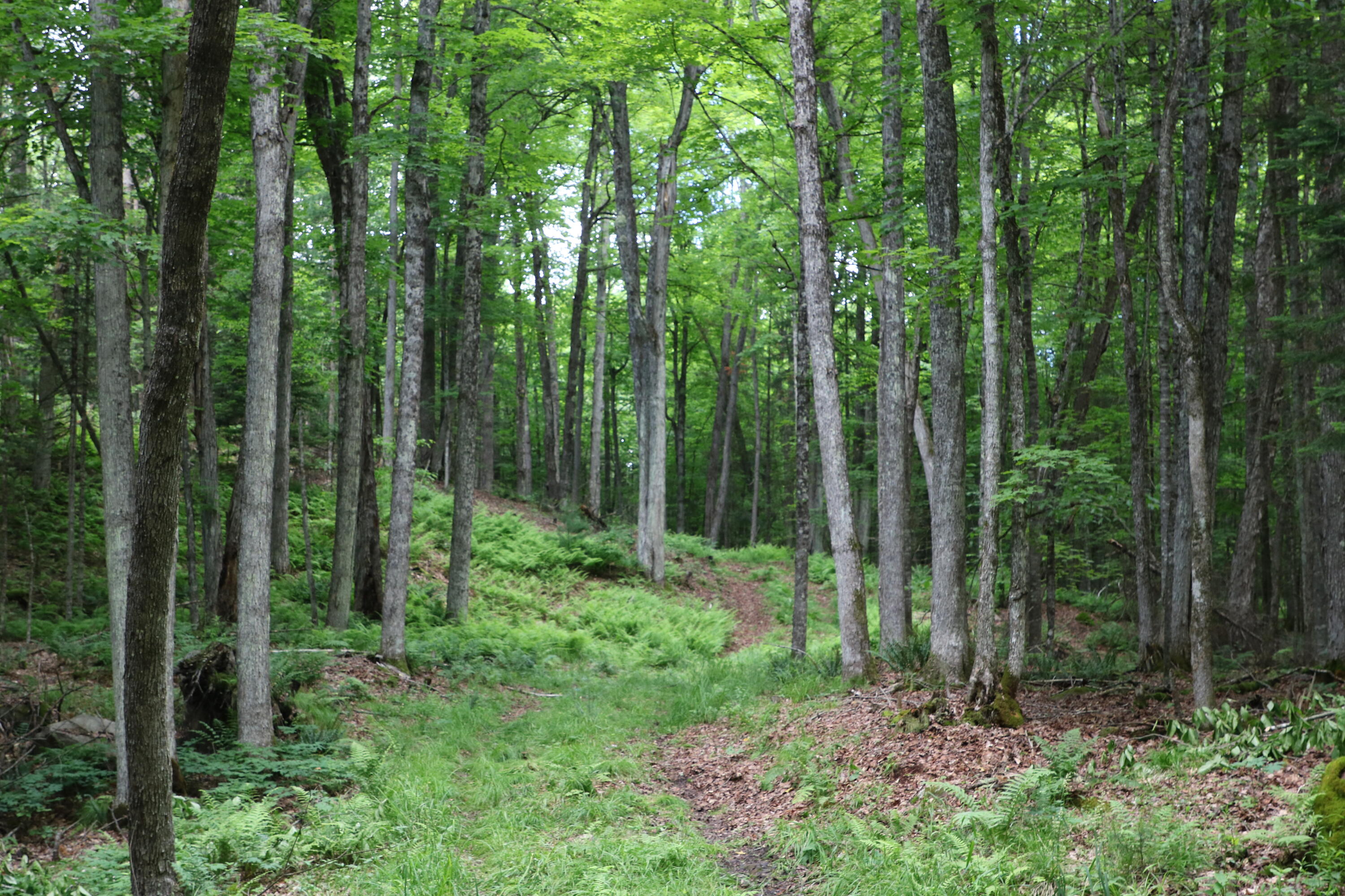 733 Ore Bed Road Black Brook NY 12912