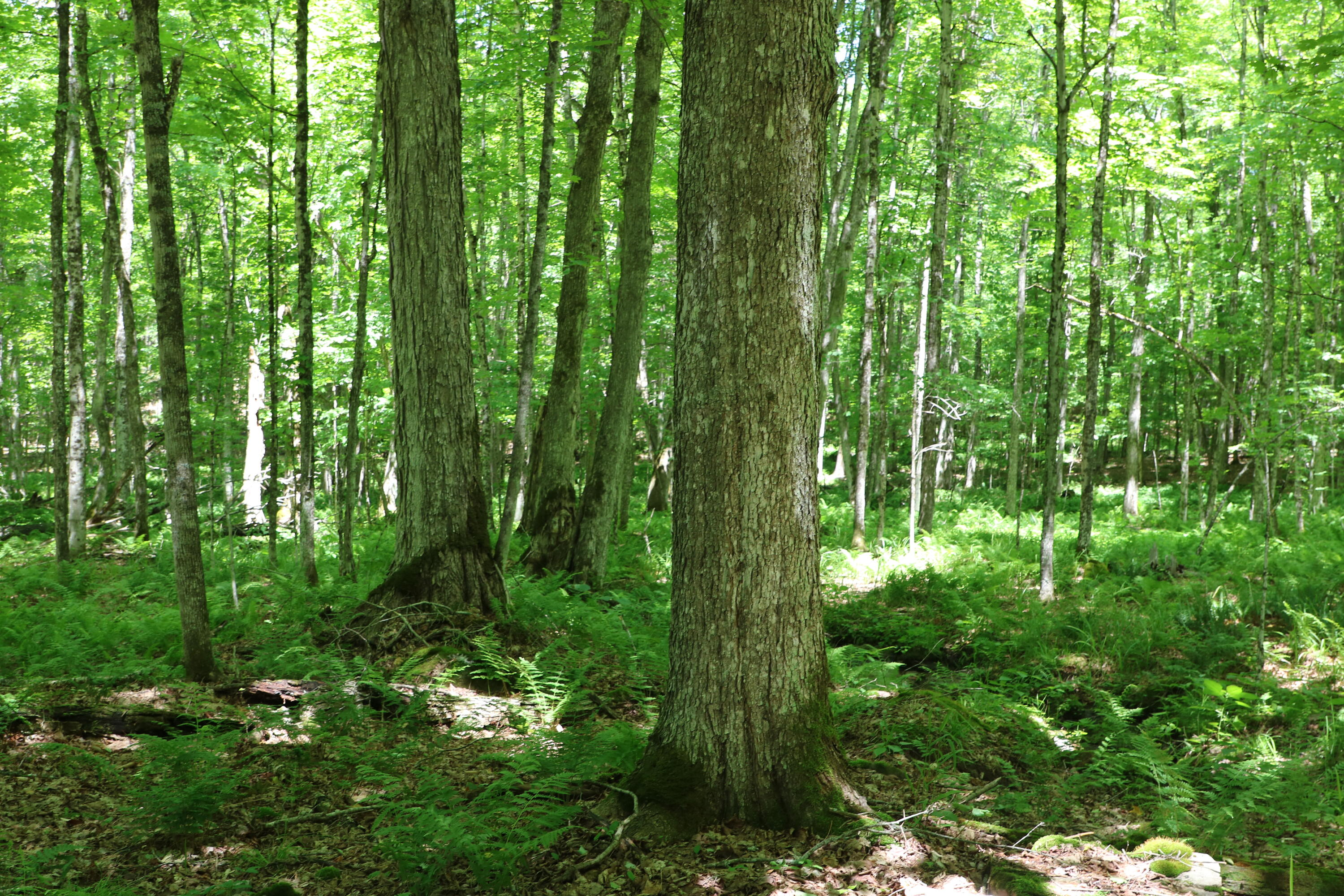 733 Ore Bed Road Black Brook NY 12912
